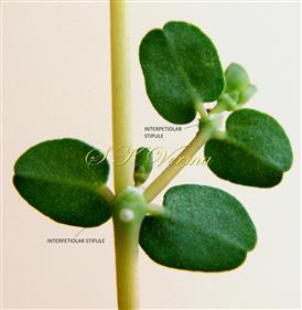  Leaves and Stipules